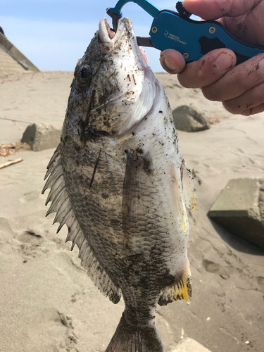 キチヌの釣果