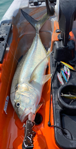 オニヒラアジの釣果