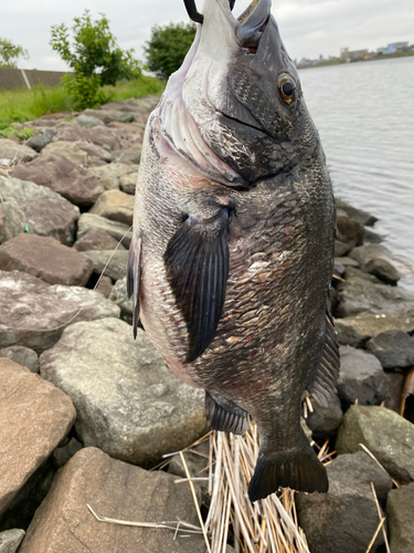 チヌの釣果