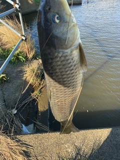 コイの釣果