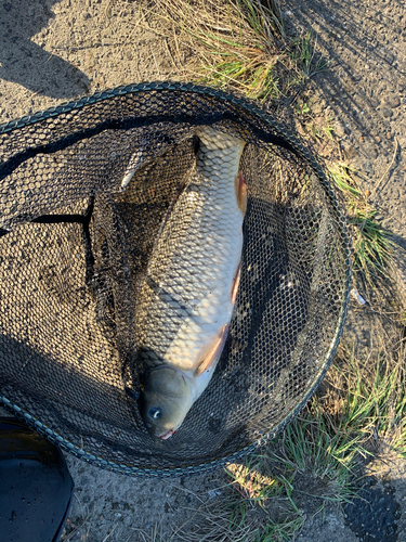 コイの釣果