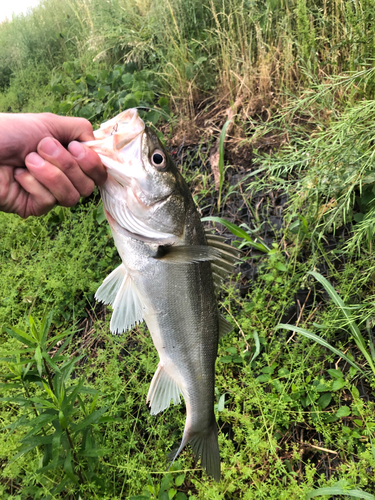 スズキの釣果