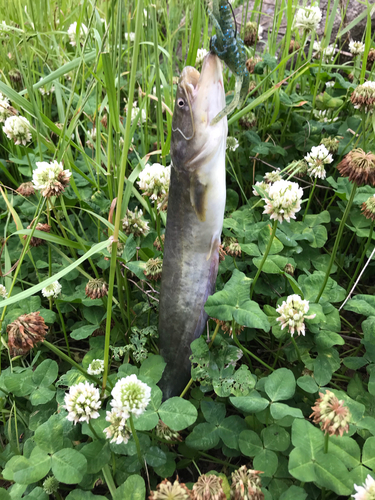 ナマズの釣果