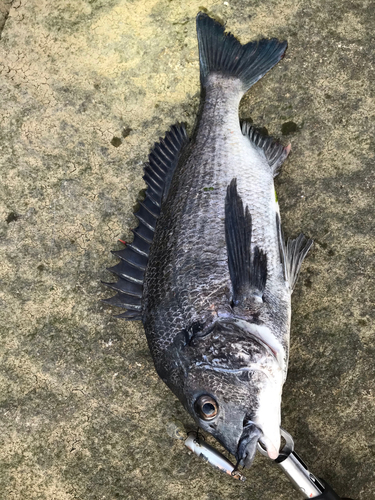 クロダイの釣果