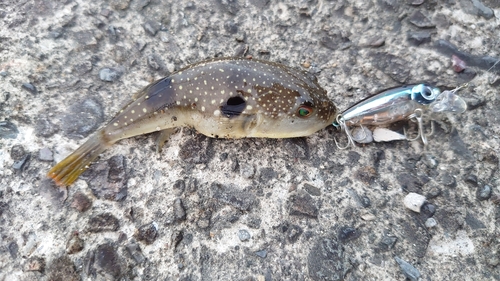 クサフグの釣果