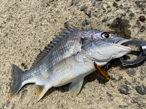 キビレの釣果