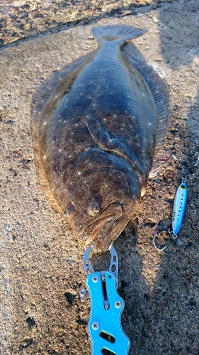 ヒラメの釣果