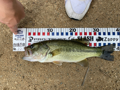 ブラックバスの釣果