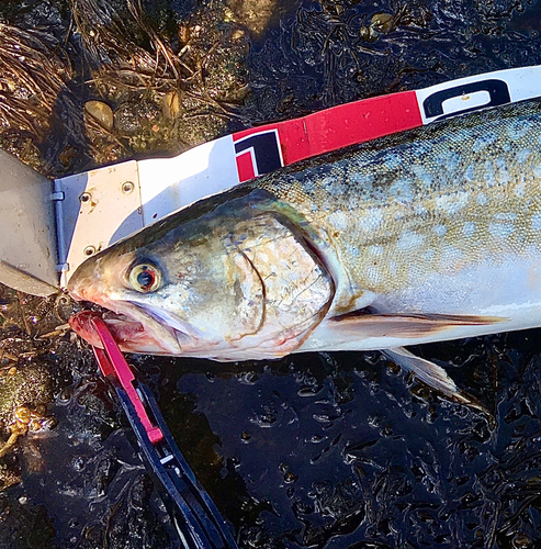 アメマスの釣果