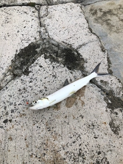 カライワシの釣果