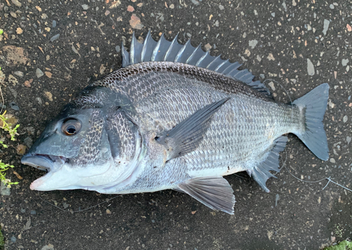 チヌの釣果