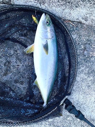 ハマチの釣果