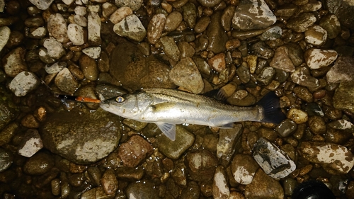 セイゴ（マルスズキ）の釣果