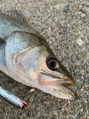 ハネ（タイリクスズキ）の釣果