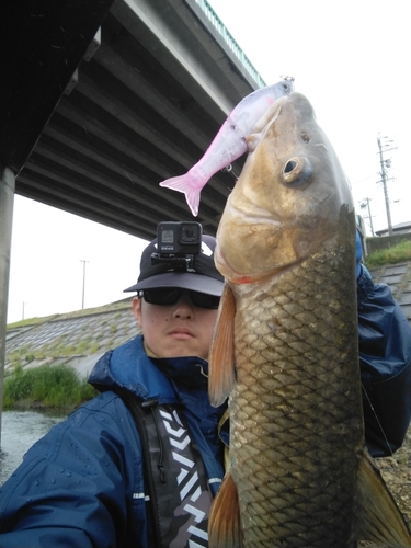 ニゴイの釣果