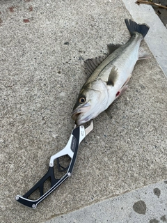 フッコ（マルスズキ）の釣果