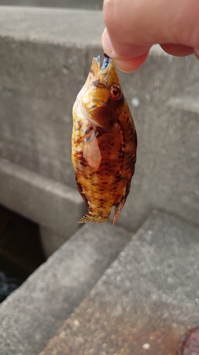 アカササノハベラの釣果