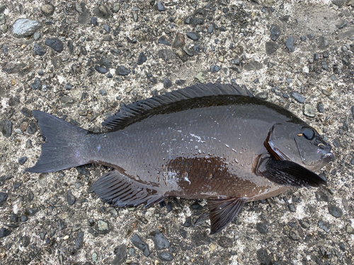 メジナの釣果