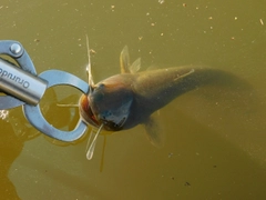 ナマズの釣果