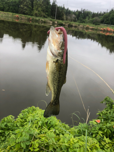 ラージマウスバスの釣果