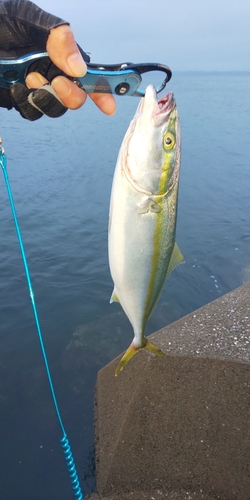 イナダの釣果