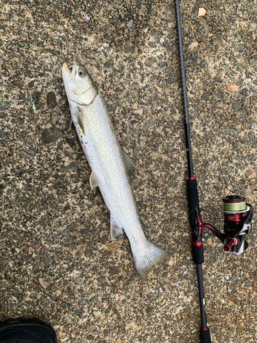 アメマスの釣果