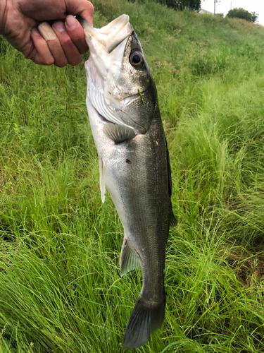 スズキの釣果