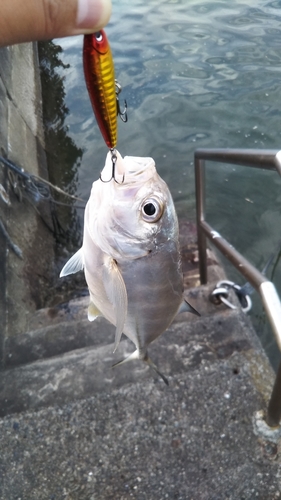 メッキの釣果