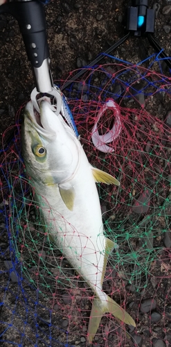 イナダの釣果