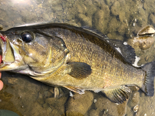 スモールマウスバスの釣果