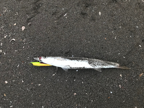 カマスの釣果