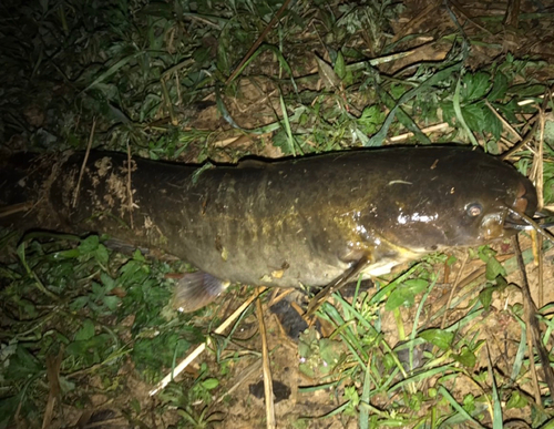 マナマズの釣果