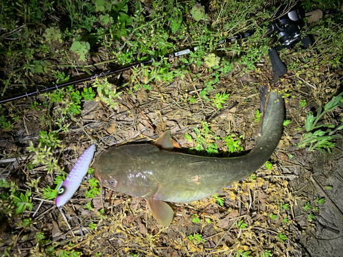 マナマズの釣果