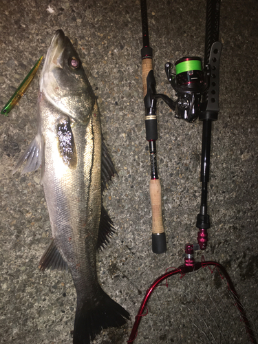 シーバスの釣果