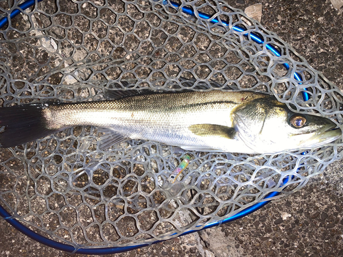 フッコ（マルスズキ）の釣果