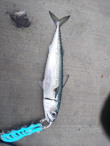 サバの釣果