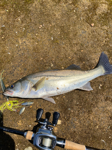 シーバスの釣果