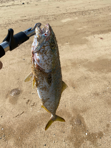 ハマチの釣果