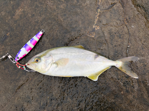 ショゴの釣果