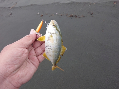 ショゴの釣果