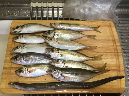 アジの釣果