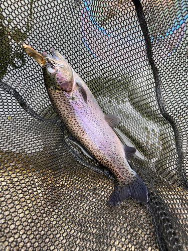 ニジマスの釣果