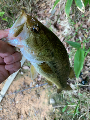 ラージマウスバスの釣果