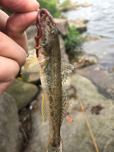 マハゼの釣果