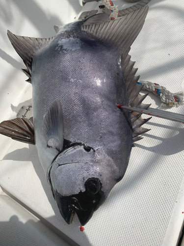 イシダイの釣果