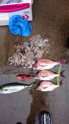 タイの釣果