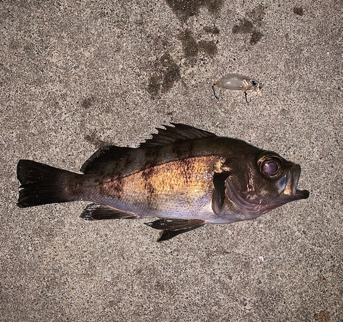 メバルの釣果