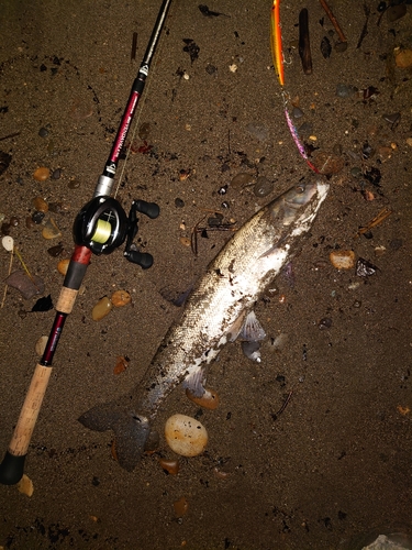 ウグイの釣果