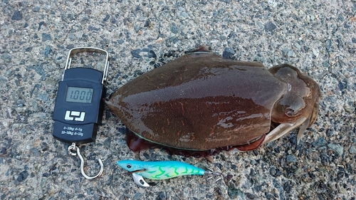 モンゴウイカの釣果