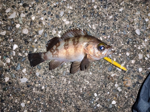 メバルの釣果